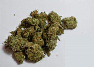 Zdjęcie przedstawia susz roślinny tj. marihuanę, są to gotowe kwiaty do palenia.